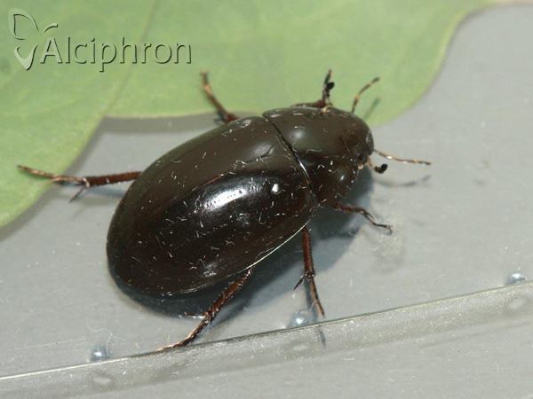 Hydrochara caraboides
