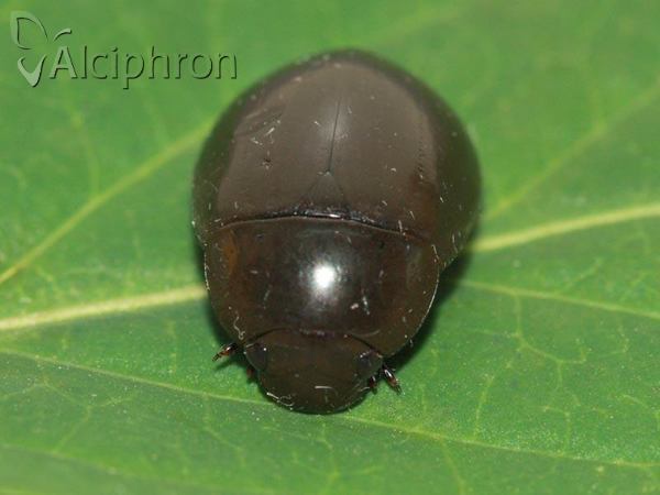 Hydrochara caraboides