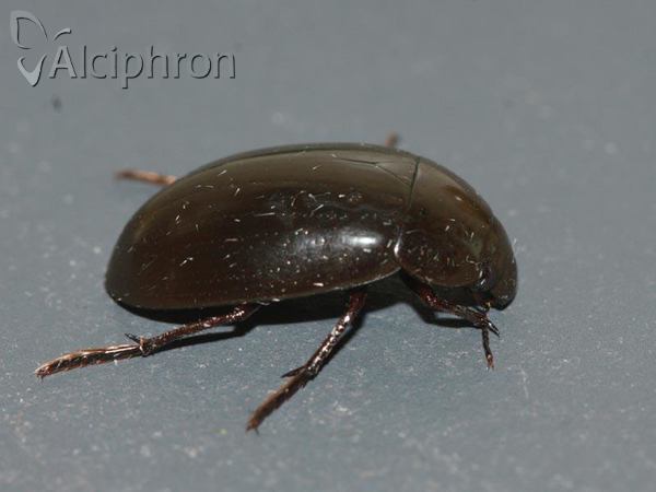 Hydrochara caraboides