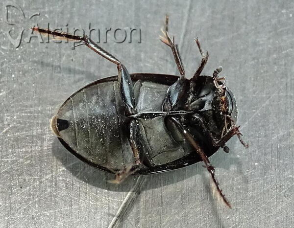 Hydrochara caraboides