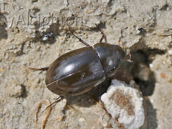 Hydrochara caraboides