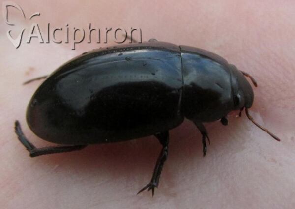 Hydrochara caraboides