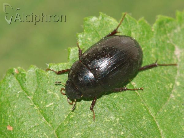 Hydrobius fuscipes