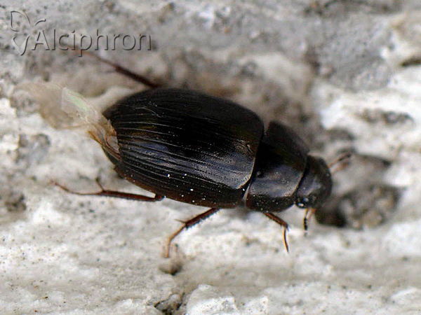 Hydrobius fuscipes