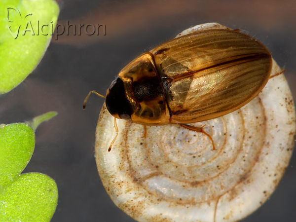 Enochrus quadripunctatus