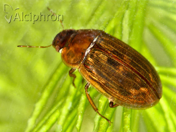 Helochares lividus