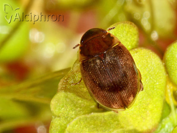 Laccobius minutus