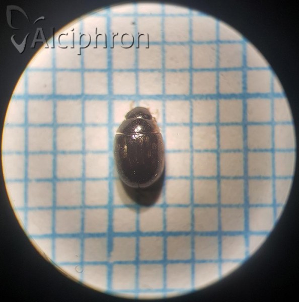 Laccobius minutus