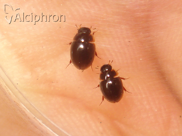 Anacaena globulus