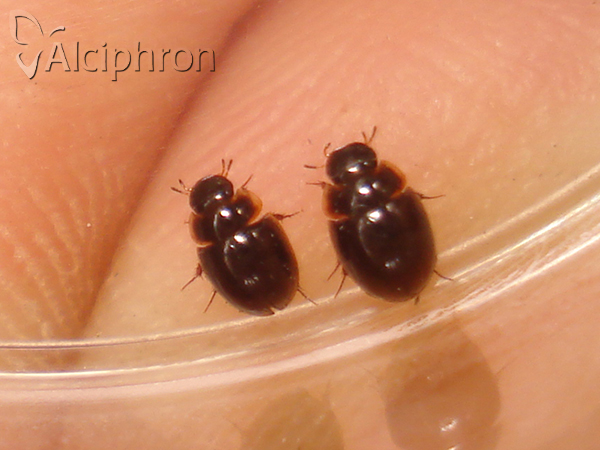 Anacaena globulus