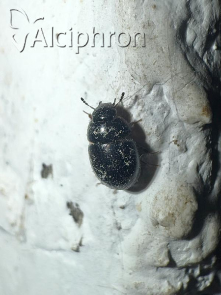 Paracymus scutellaris