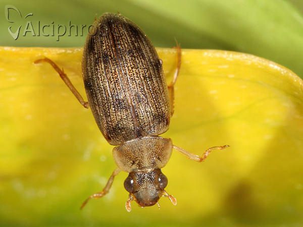 Berosus frontifoveatus