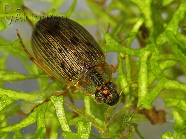 Berosus signaticollis