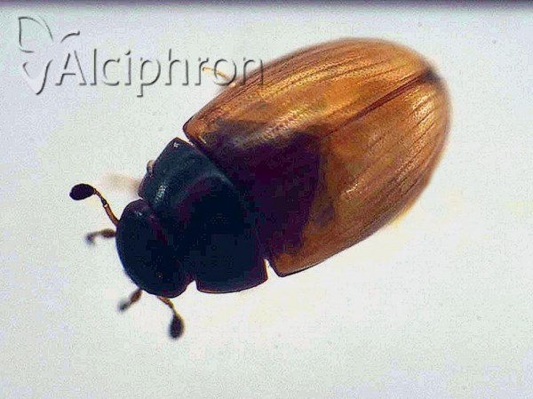 Cercyon quisquilius