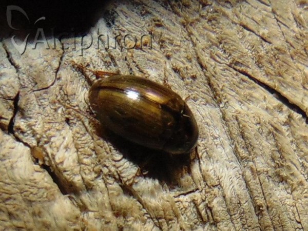 Cercyon quisquilius