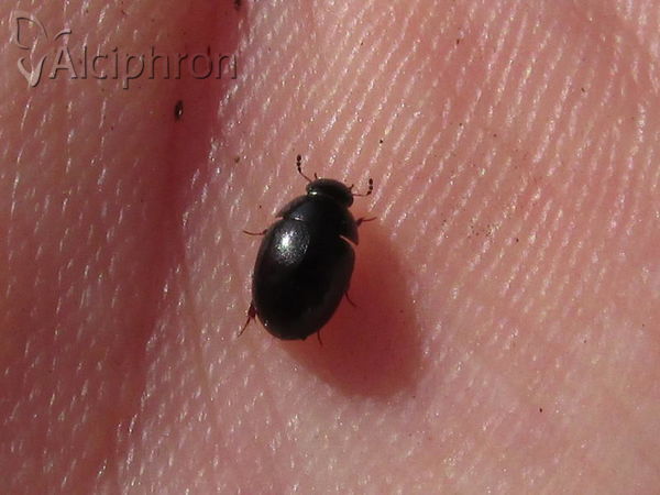 Coelostoma orbiculare
