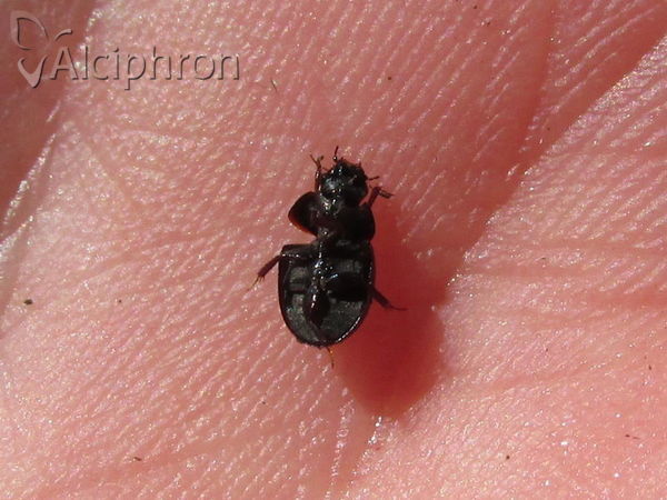 Coelostoma orbiculare
