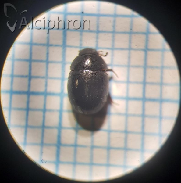 Coelostoma orbiculare