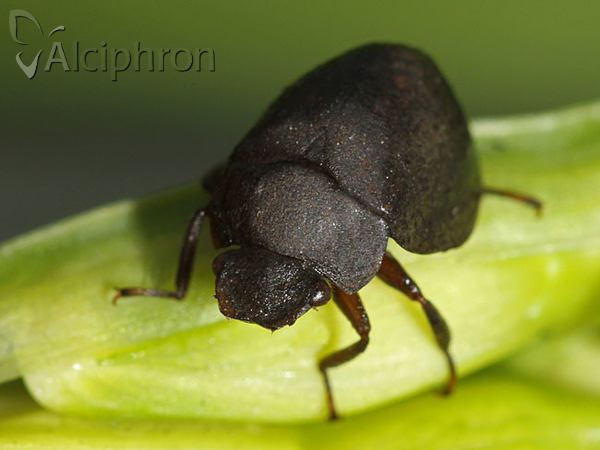 Spercheus emarginatus