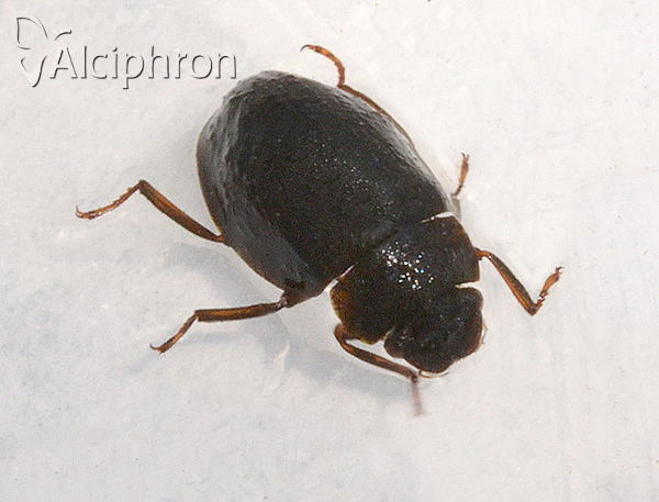 Spercheus emarginatus