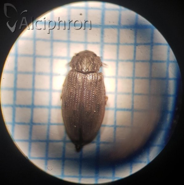 Helophorus aequalis