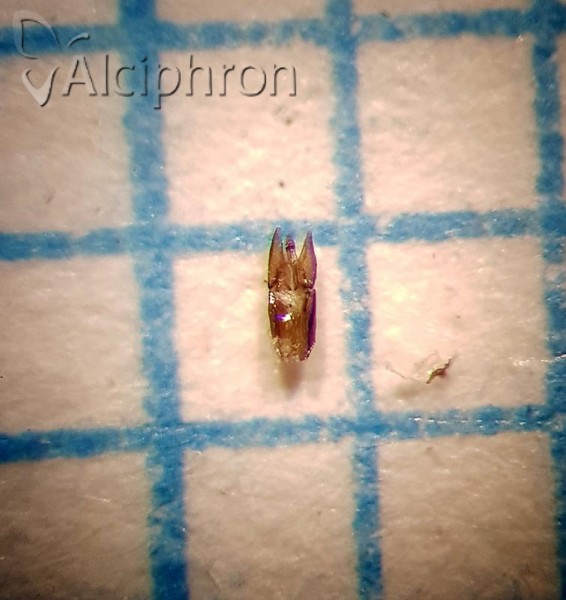 Helophorus aequalis