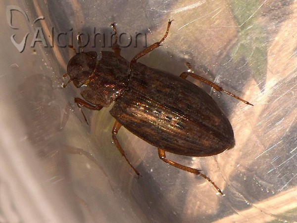 Helophorus aquaticus