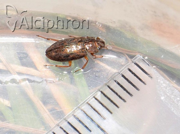 Helophorus aquaticus