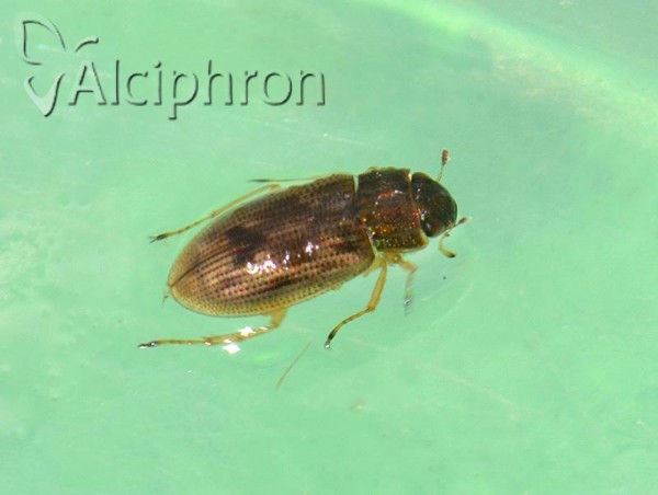 Helophorus aquaticus