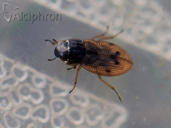 Helophorus brevipalpis