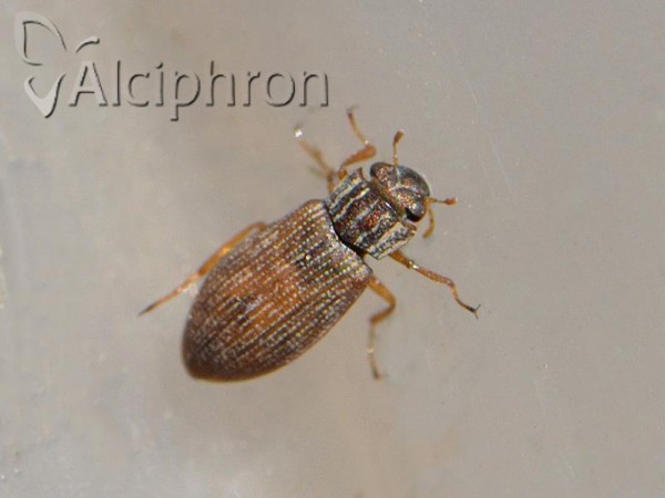 Helophorus brevipalpis