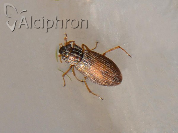 Helophorus brevipalpis