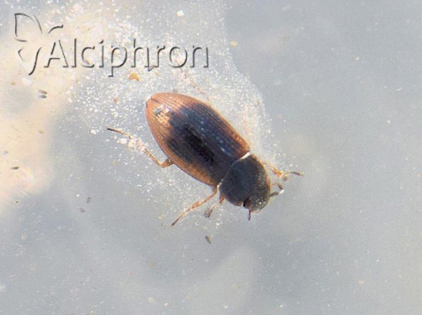 Helophorus nanus