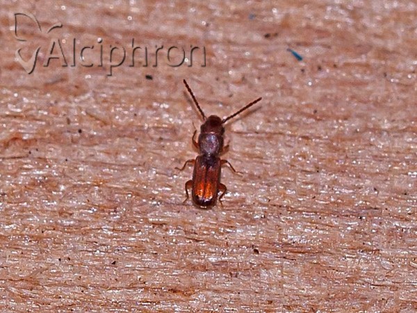 Cryptolestes ferrugineus