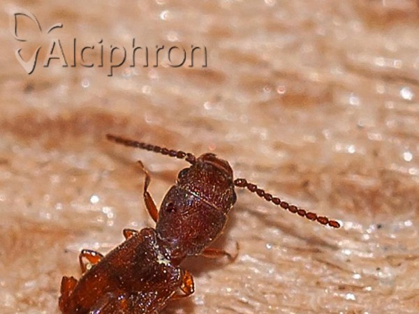 Cryptolestes ferrugineus