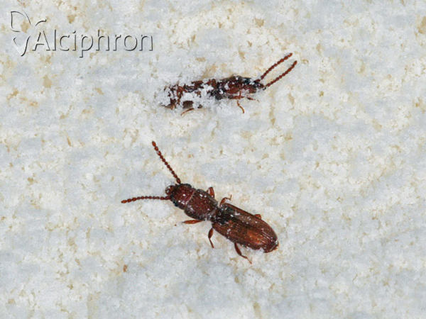 Cryptolestes pusillus