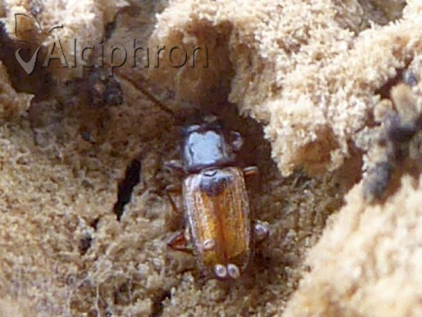 Placonotus testaceus