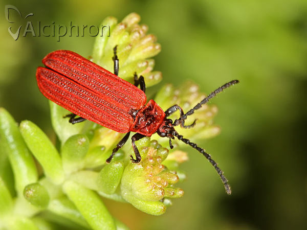 Lopheros rubens