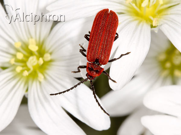 Lopheros rubens