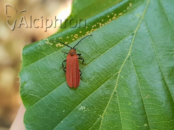 Lopheros rubens