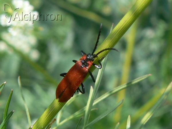 Lygistopterus sanguineus