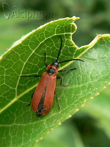 Lygistopterus sanguineus