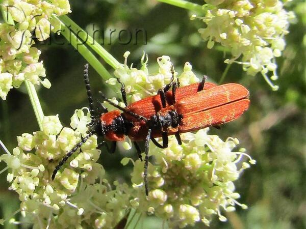 Lygistopterus sanguineus