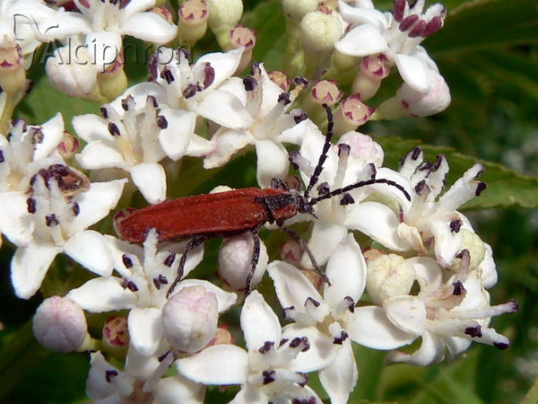 Lygistopterus sanguineus