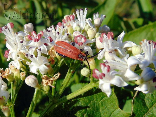 Lygistopterus sanguineus