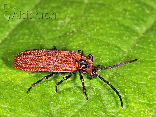 Platycis cosnardi
