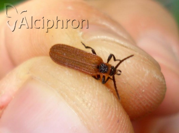 Platycis cosnardi