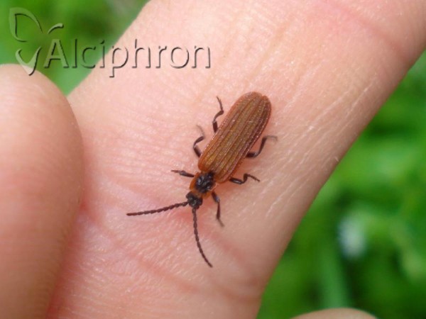 Platycis cosnardi