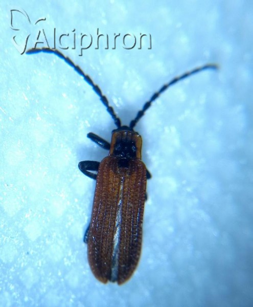 Platycis cosnardi