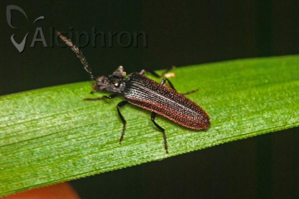 Omalisus fontisbellaquaei